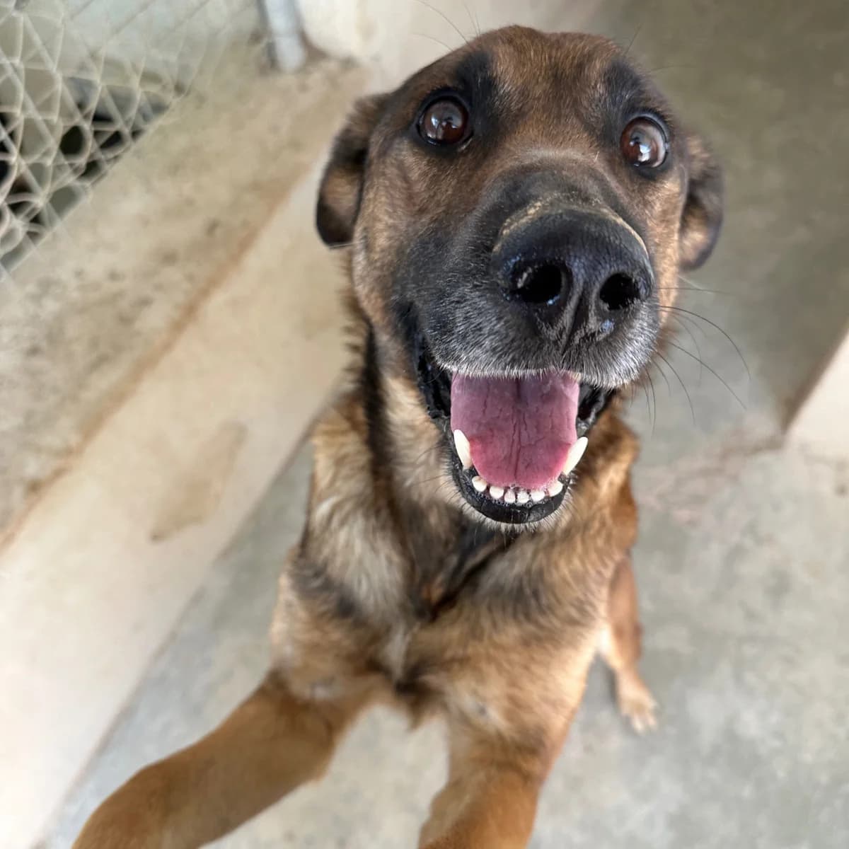 Ally OVERLOOKED, female Mixed Breed for adoption at Underdog International
