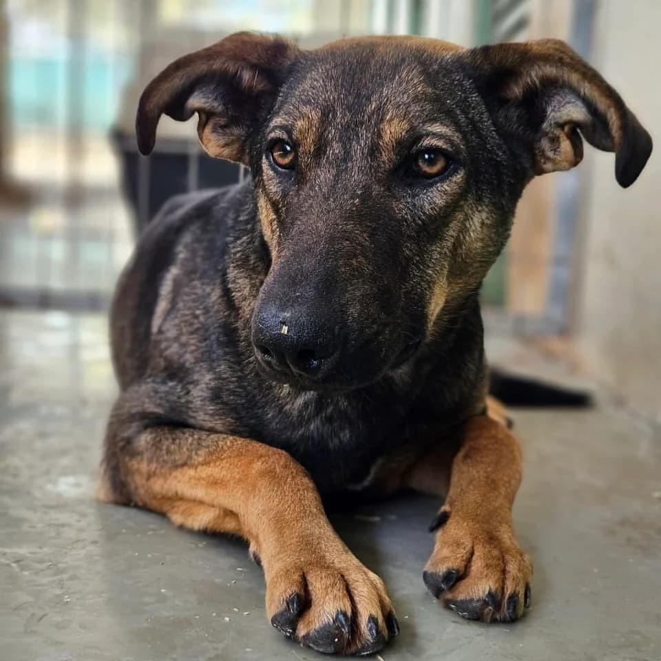Artie, male Mixed Breed for adoption at Underdog International