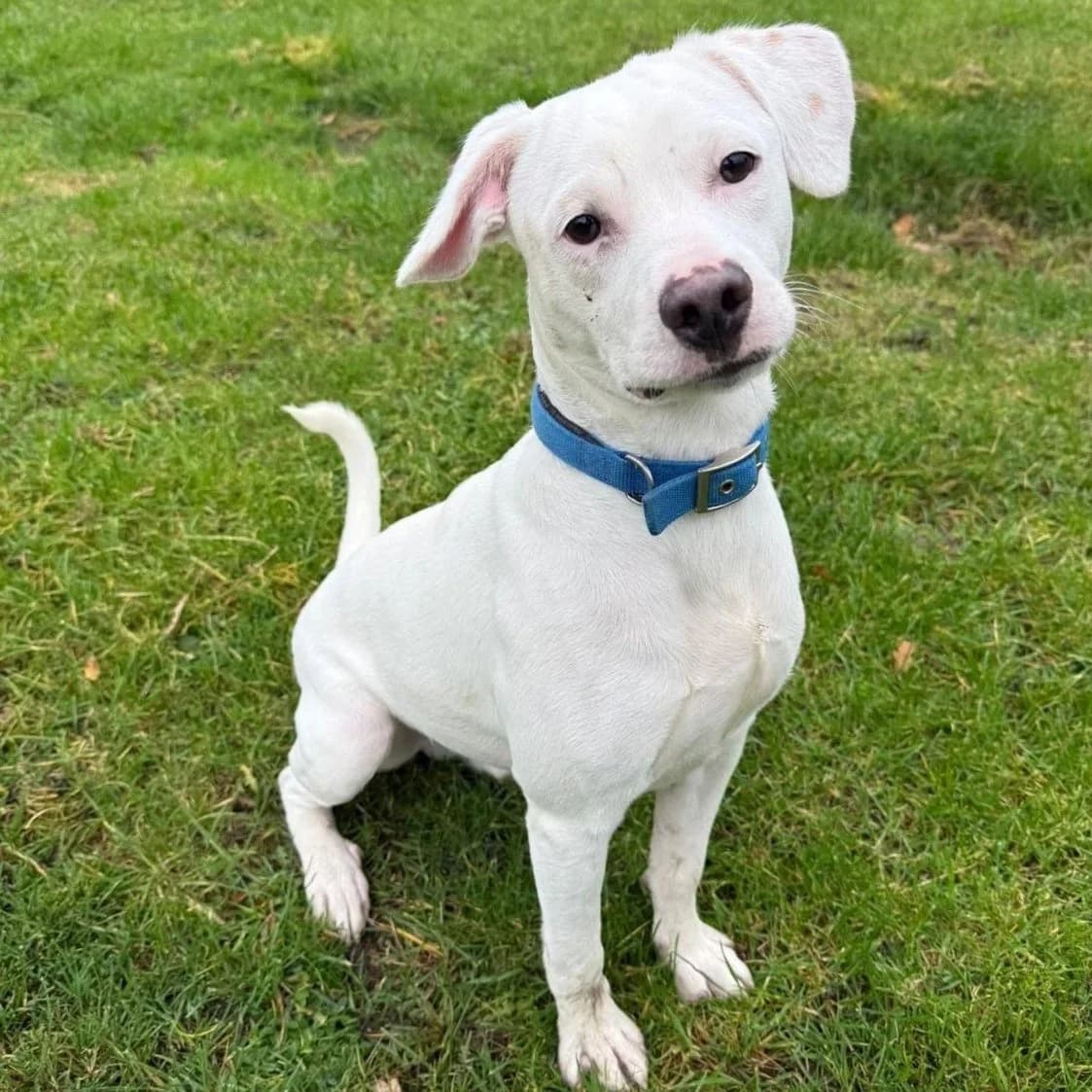 Aspen, male puppy Mixed Breed for adoption at Underdog International