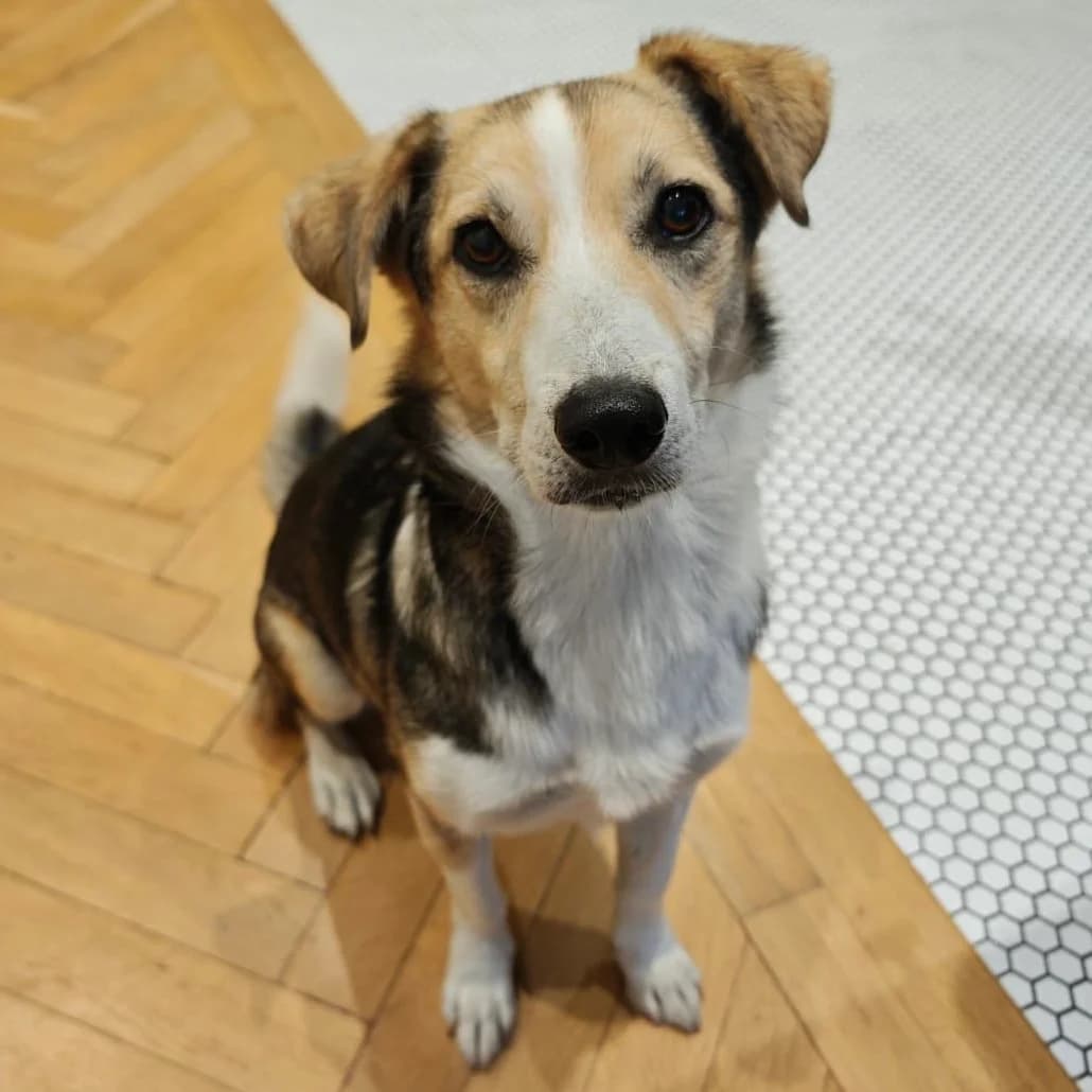 Banjo, male Mixed Breed for adoption at Underdog International
