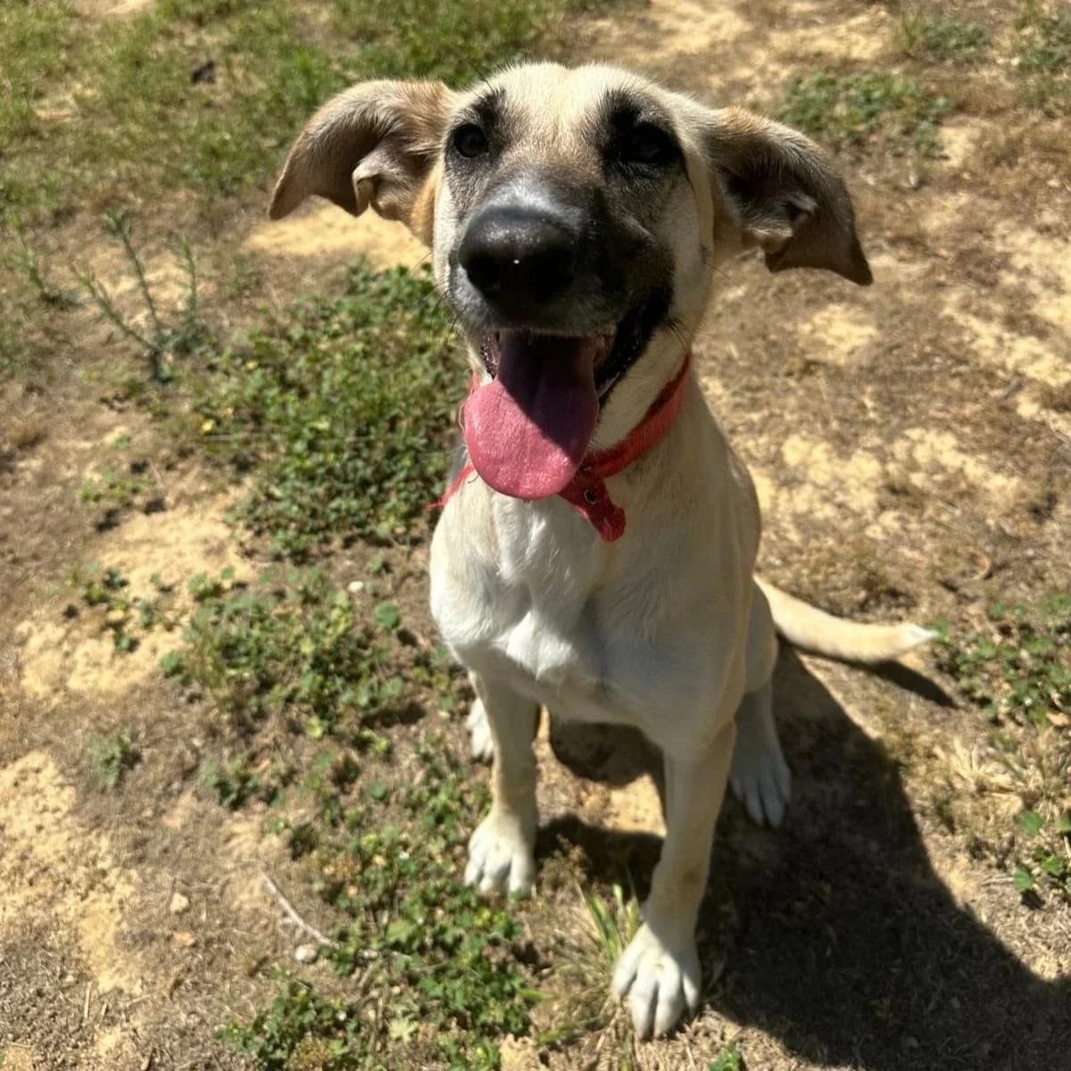 Cassie, female Mixed Breed for adoption at Underdog International