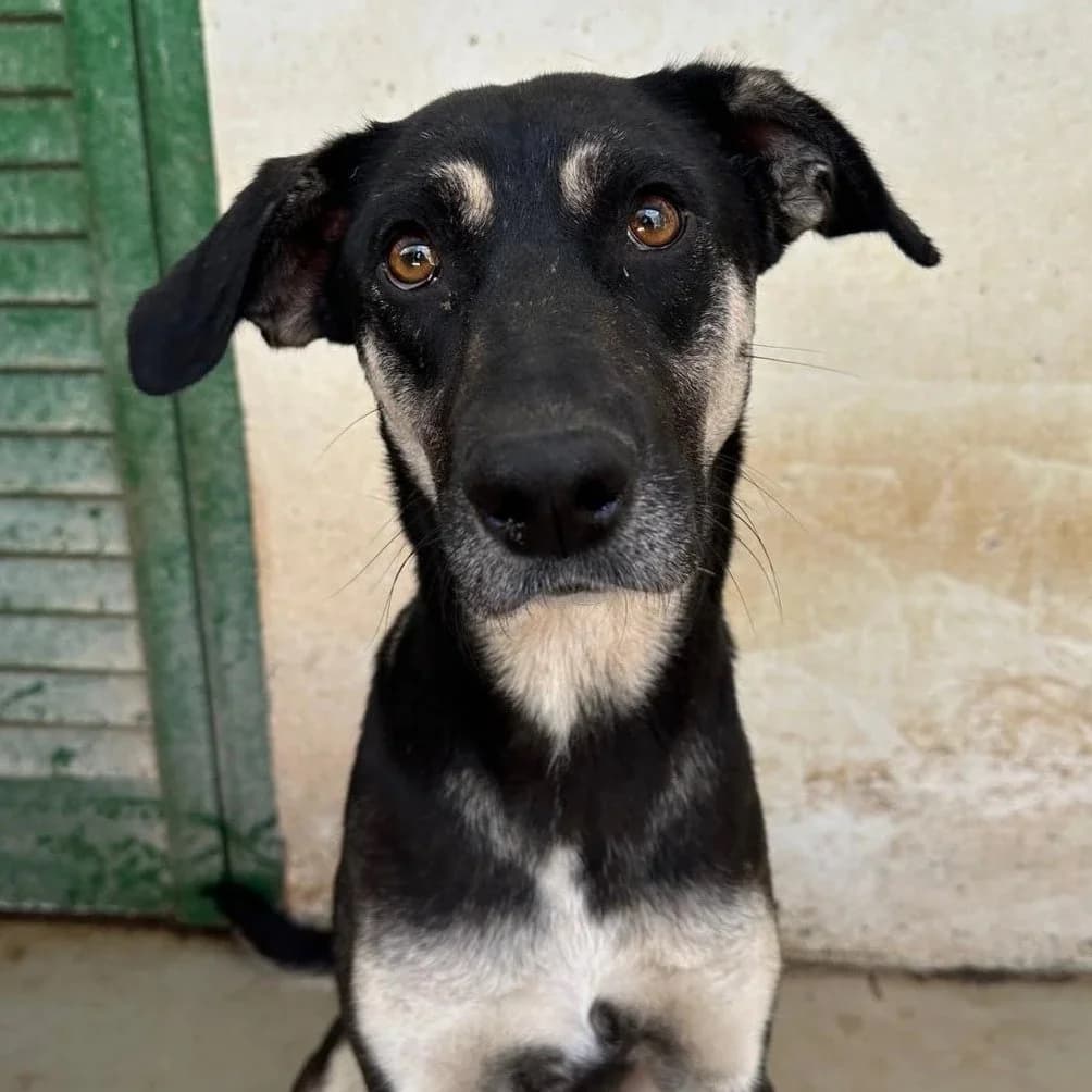 Cece, female Mixed Breed for adoption at Underdog International