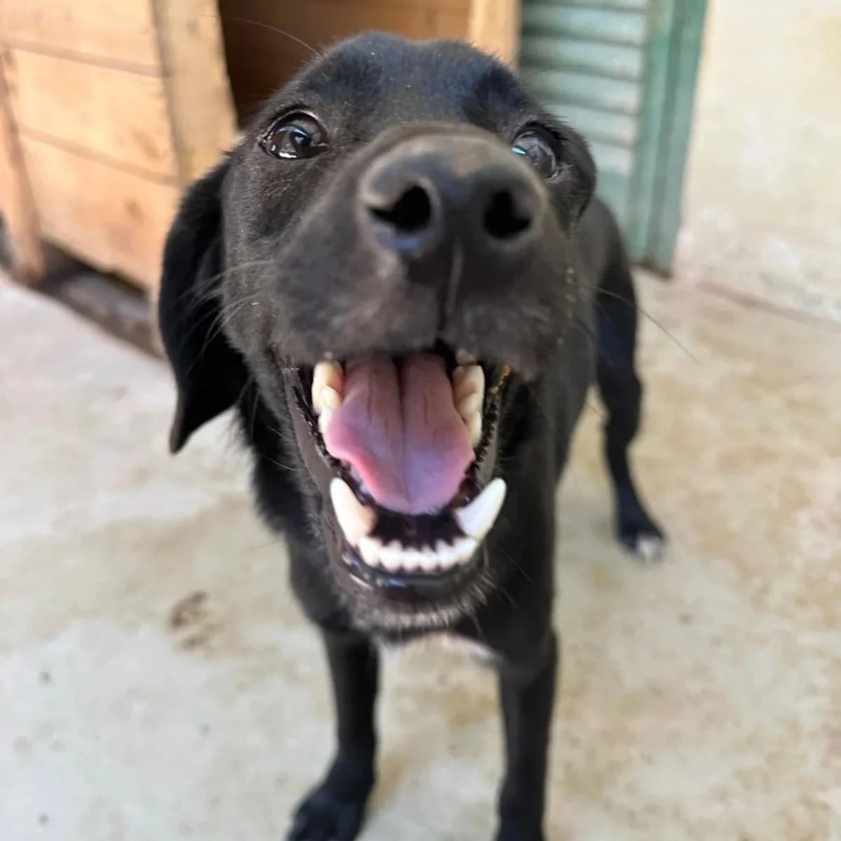 Frodo, male Mixed Breed for adoption at Underdog International