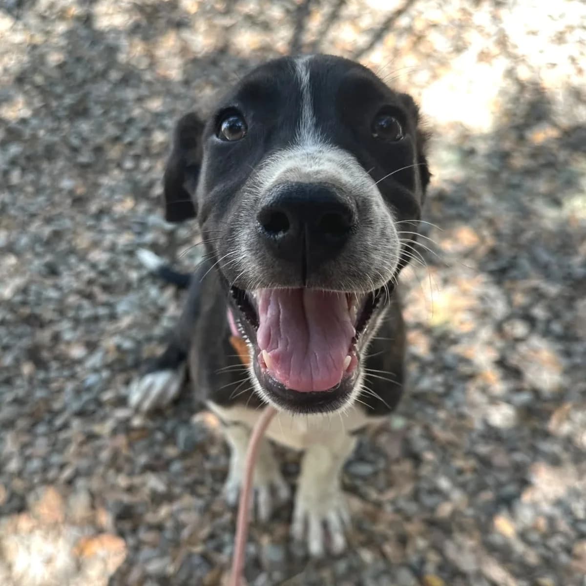 Gilly, female puppy Mixed Breed for adoption at Underdog International