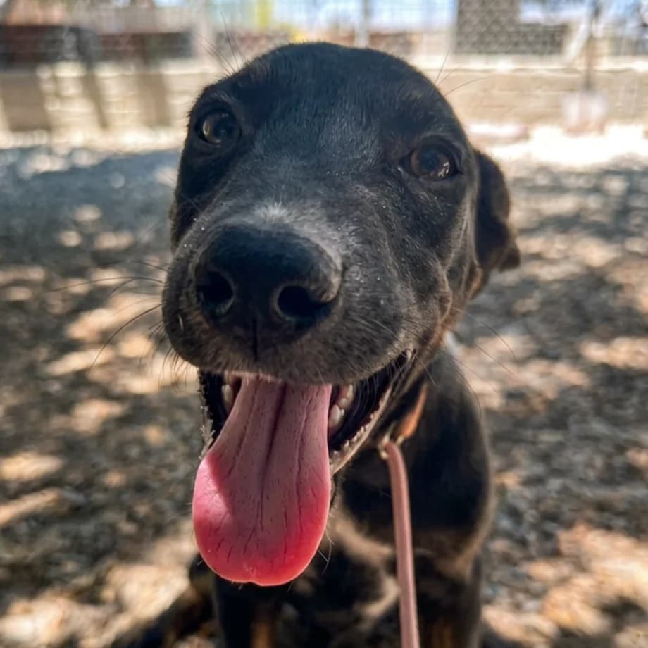Grace, female puppy Mixed Breed for adoption at Underdog International