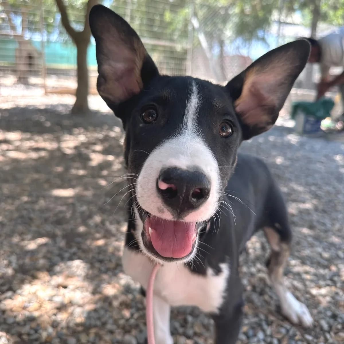 Grant, male puppy Mixed Breed for adoption at Underdog International