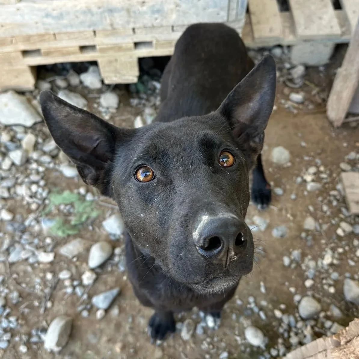 Indie, female Mixed Breed for adoption at Underdog International