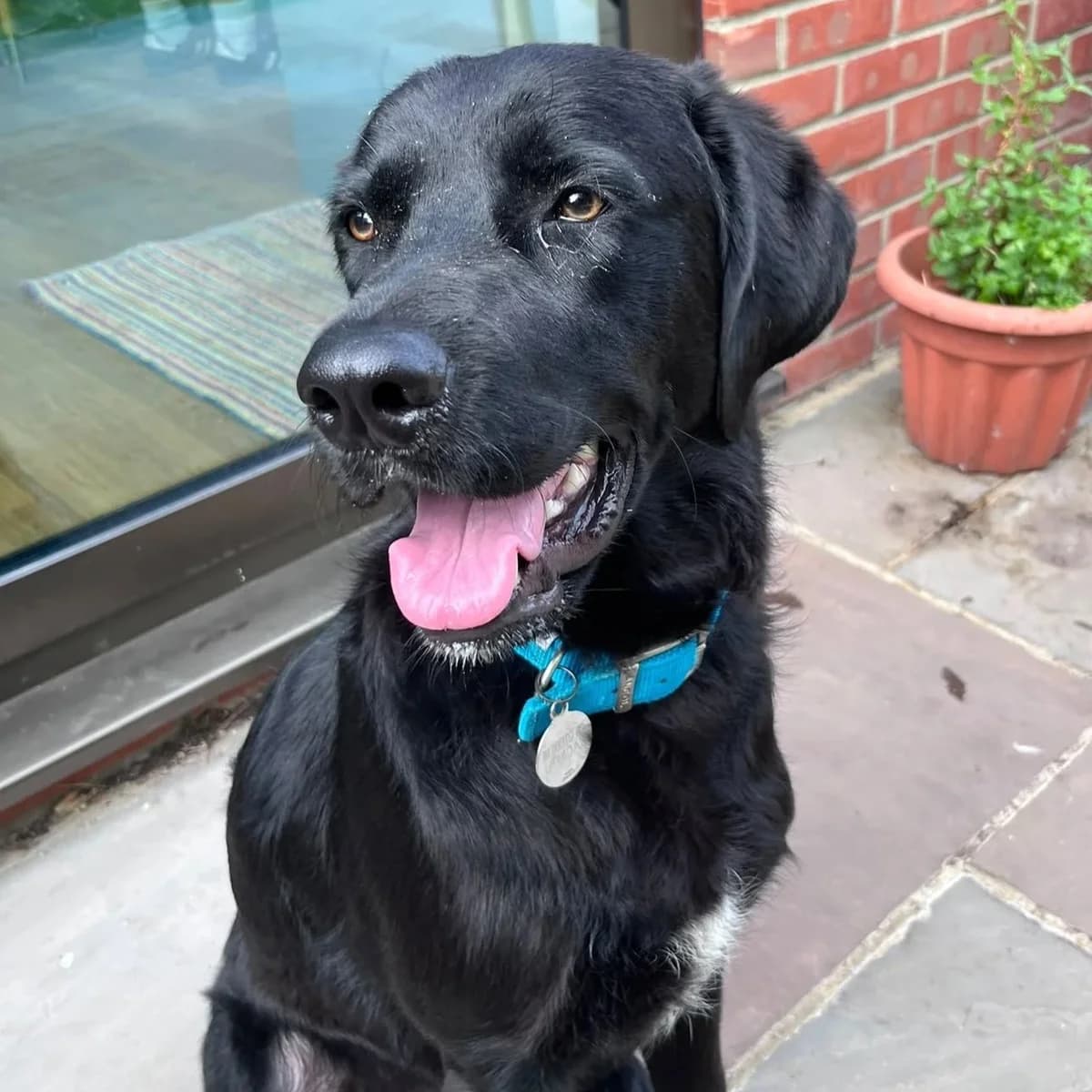 Lonzo, male young Mixed Breed for adoption at Underdog International