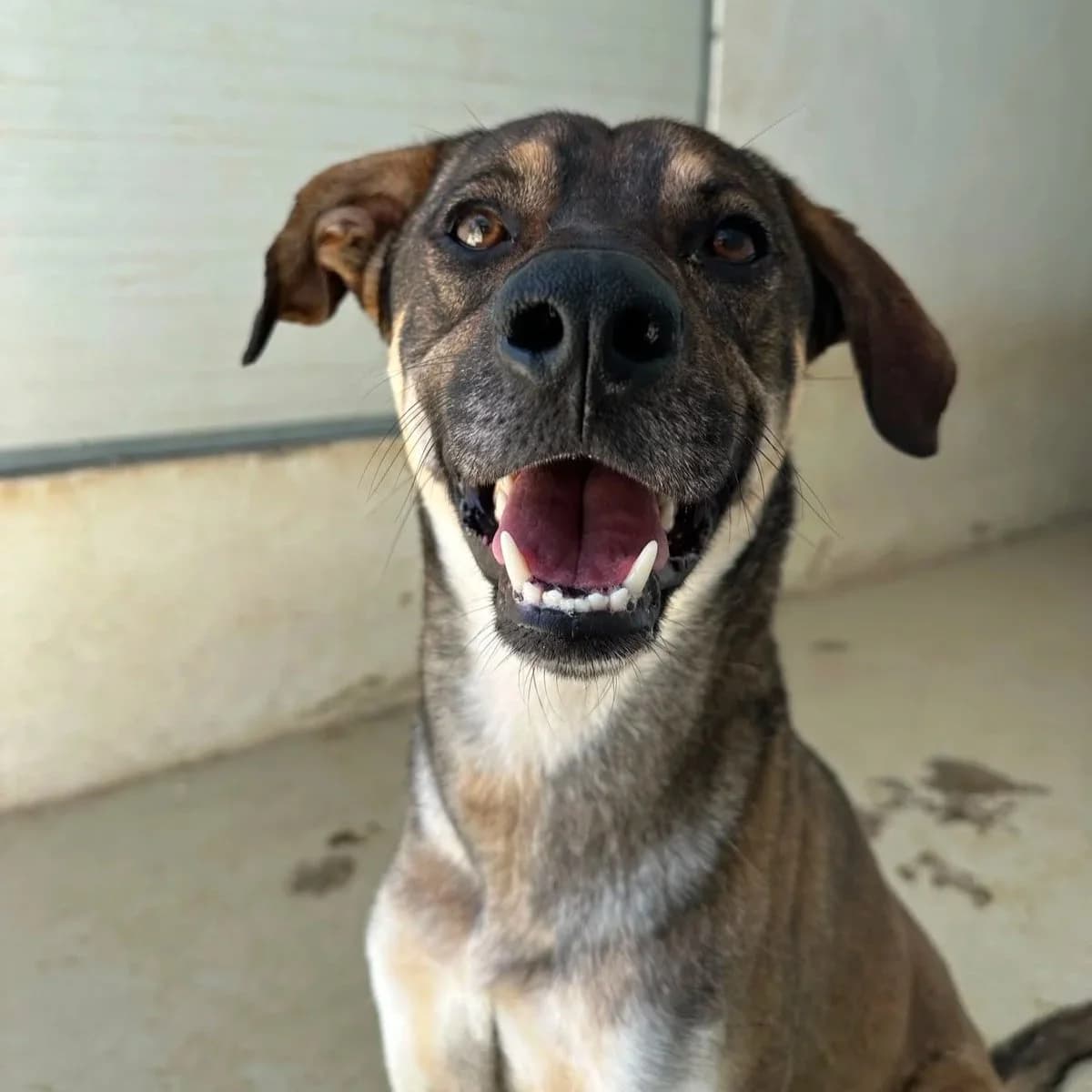 Noah, male Mixed Breed for adoption at Underdog International