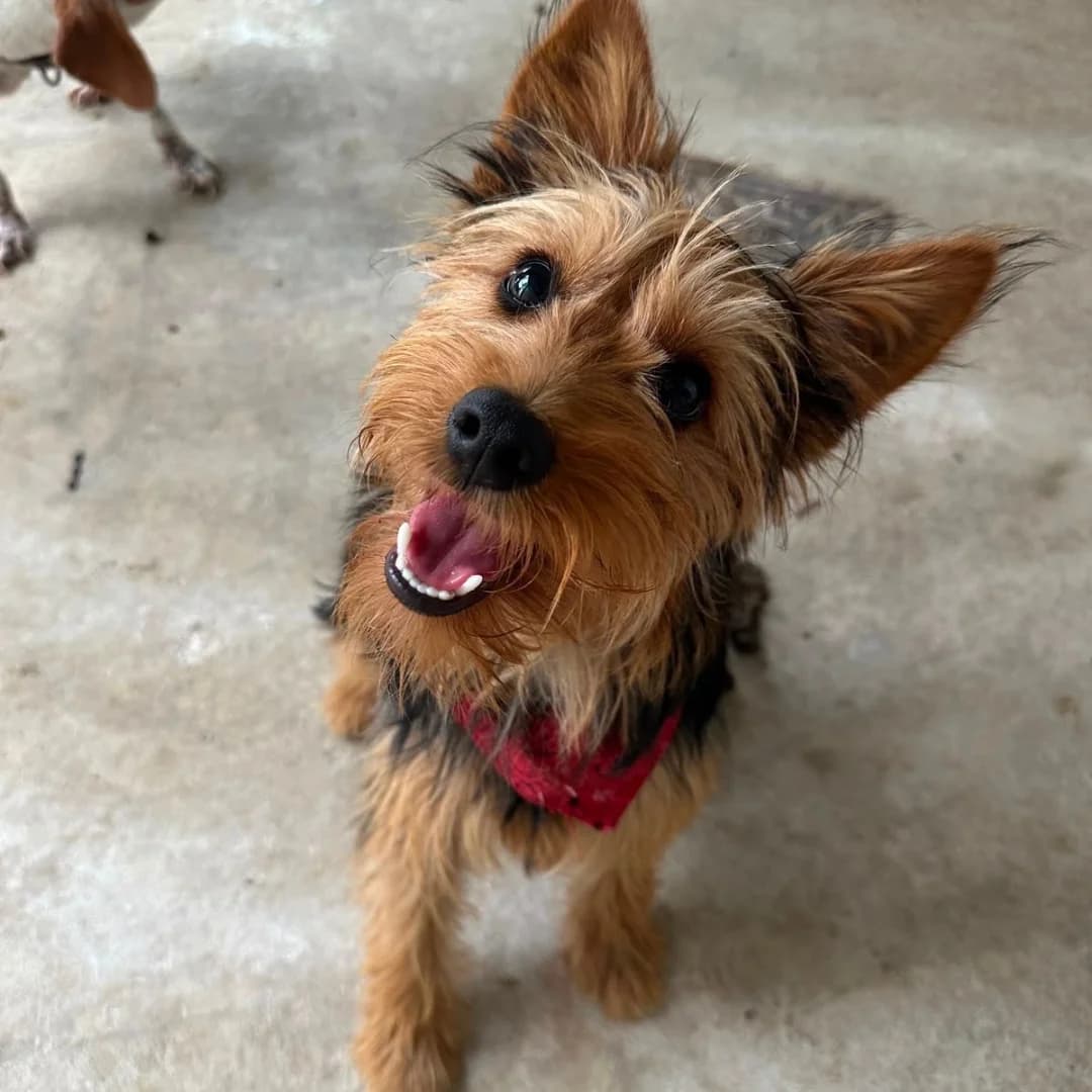 Oz, male Mixed Breed for adoption at Underdog International