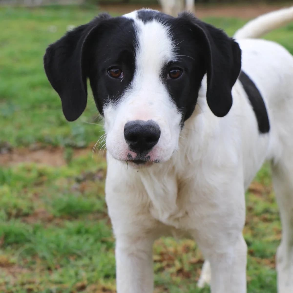 Raina, female Mixed Breed for adoption at Underdog International