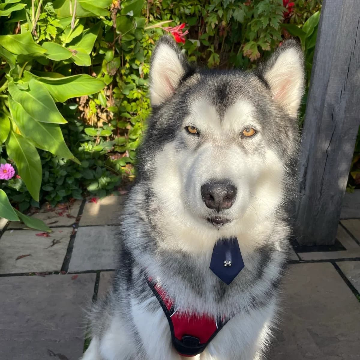 Teddy, male Mixed Breed for adoption at Underdog International
