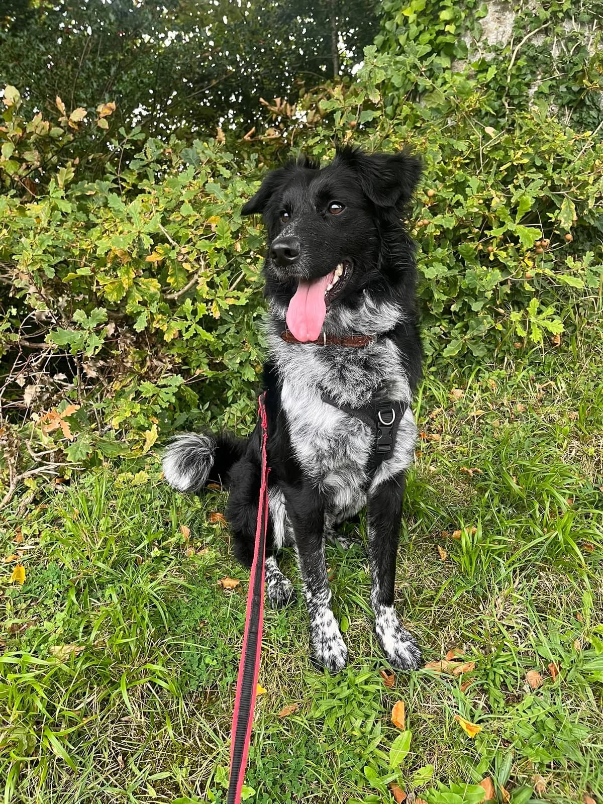 Vinnie URGENT HOME NEEDED, male Mixed Breed for adoption at Underdog International