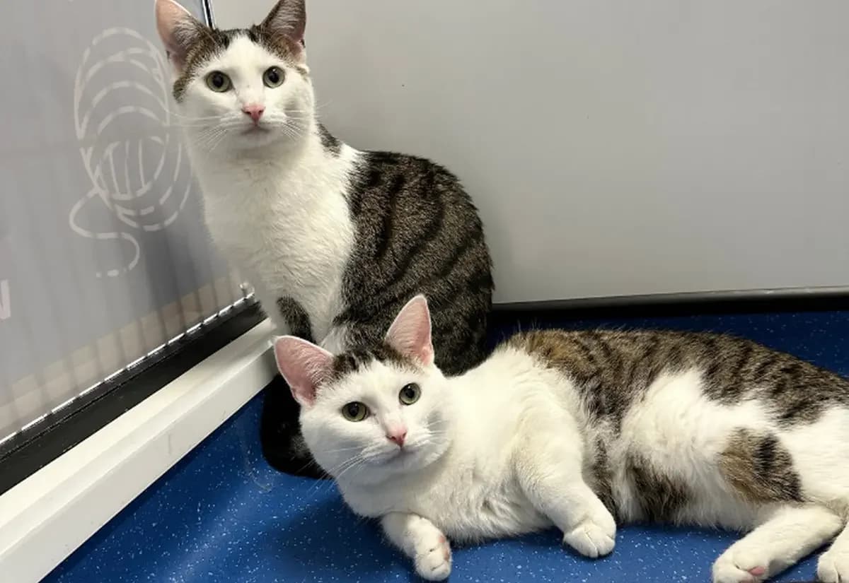Bill & Ben, male young Mixed Breed for adoption at Ulster SPCA, Northern Ireland