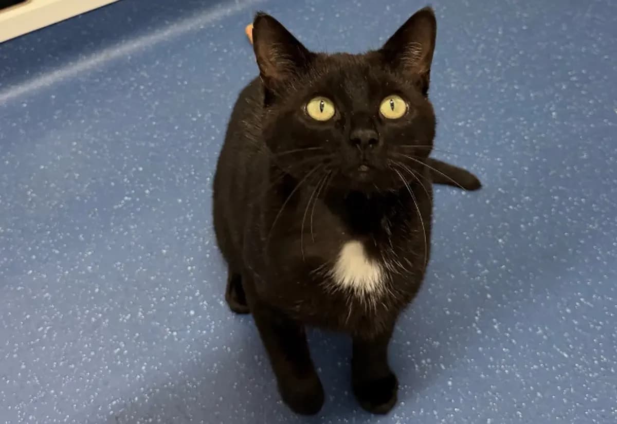 Mozart, male 3yo Mixed Breed Cat for adoption at Ulster SPCA, Northern Ireland