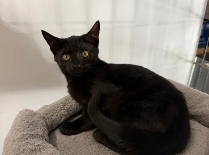 Sgaeyl, female puppy Mixed Breed for adoption at Ulster SPCA, Northern Ireland