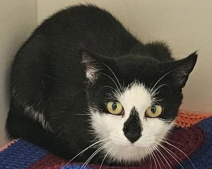 LAUREL, female puppy Mixed Breed Cat for adoption at Venture Farm Cat Rescue
