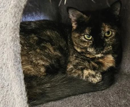 PODGE, female young Mixed Breed Cat for adoption at Venture Farm Cat Rescue