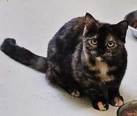 LESLEY, female young Mixed Breed Cat for adoption at Venture Farm Cat Rescue
