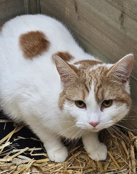 TWYLA, female Mixed Breed Cat for adoption at Venture Farm Cat Rescue