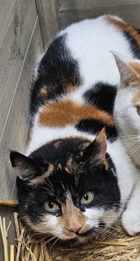 LILA, male Mixed Breed Cat for adoption at Venture Farm Cat Rescue