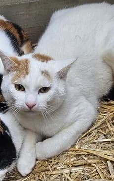 BIBBLE, male Mixed Breed Cat for adoption at Venture Farm Cat Rescue