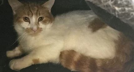 HOBIE, male Mixed Breed Cat for adoption at Venture Farm Cat Rescue