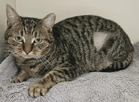 OAKLEY, female Mixed Breed Cat for adoption at Venture Farm Cat Rescue