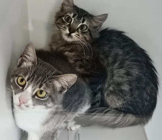 RHYTHM AND BLUES, female Mixed Breed for adoption at Venture Farm Cat Rescue
