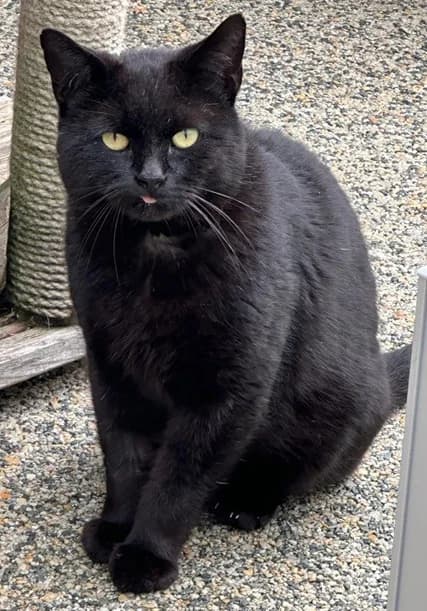 DUKEY, male Mixed Breed Cat for adoption at Venture Farm Cat Rescue