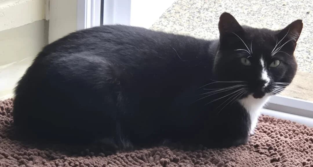 ROCKSTAR, male Mixed Breed Cat for adoption at Venture Farm Cat Rescue