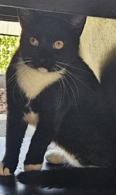 MARTIN, male puppy Mixed Breed Cat for adoption at Venture Farm Cat Rescue