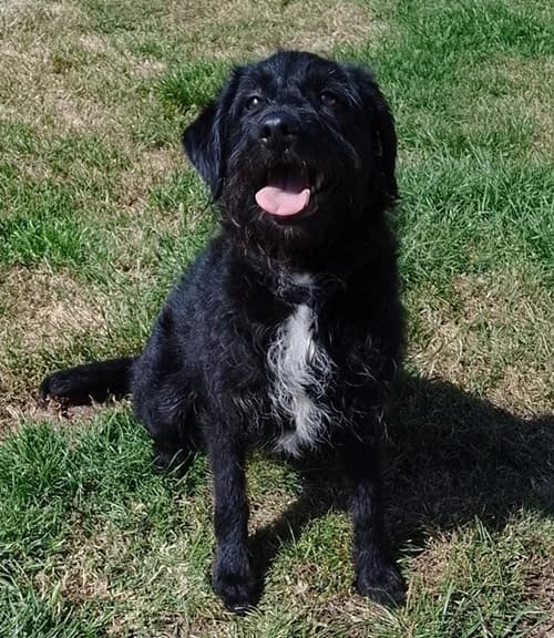 Bella – found a home, female mixed breed for adoption at Wadars Animal Rescue, Worthing