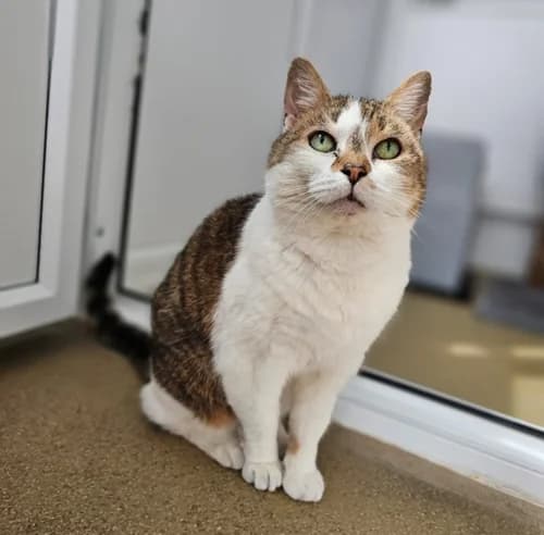 Bella – available, female Mixed Breed for adoption at Wadars Animal Rescue, Worthing