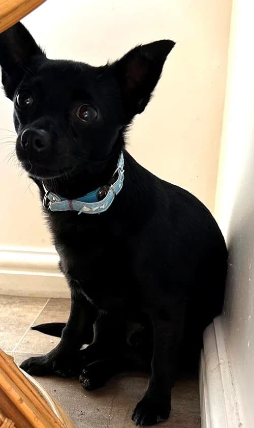 Bear – available, male Mixed Breed for adoption at Wadars Animal Rescue, Worthing