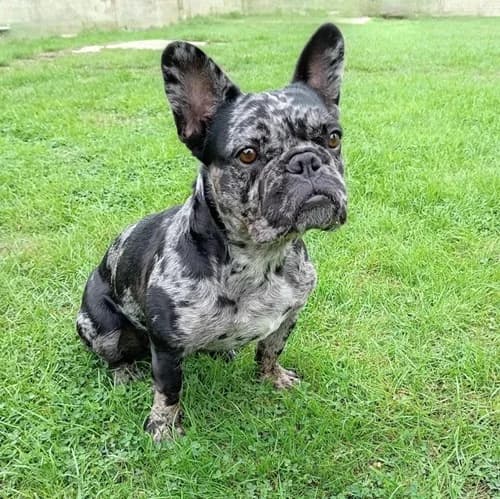 Bonnie – available, female Mixed Breed for adoption at Wadars Animal Rescue, Worthing