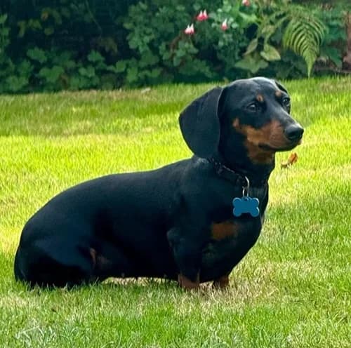 Coco – available, female Mixed Breed for adoption at Wadars Animal Rescue, Worthing
