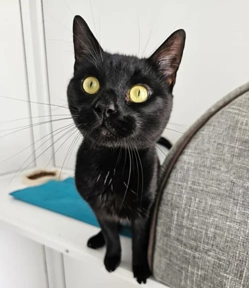Harry โ available, male Mixed Breed for adoption at Wadars Animal Rescue, Worthing