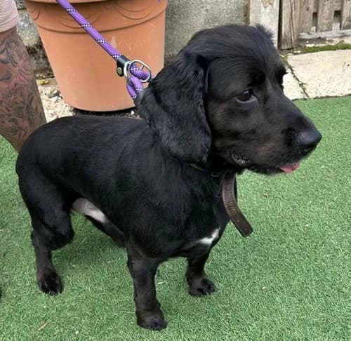 Winston – found a home, male Mixed Breed for adoption at Wadars Animal Rescue, Worthing