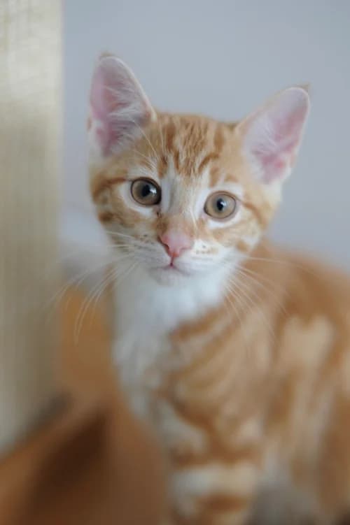 Lemon – found a home, female puppy Mixed Breed for adoption at Wadars Animal Rescue, Worthing