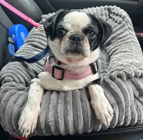 Peanut – being viewed, female puppy Mixed Breed for adoption at Wadars Animal Rescue, Worthing