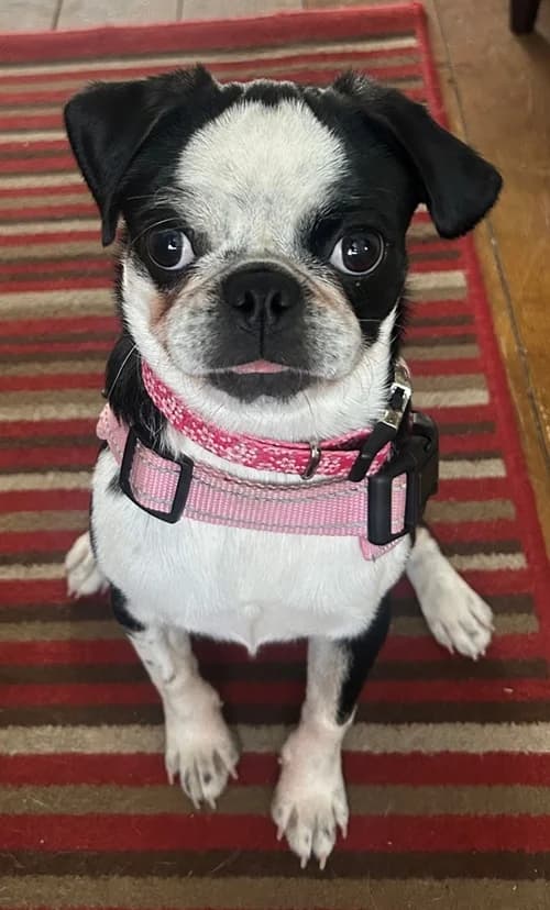 Peanut – found a home, female puppy Mixed Breed for adoption at Wadars Animal Rescue, Worthing