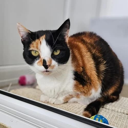 Rosie – found a home, Mixed Breed for adoption at Wadars Animal Rescue, Worthing
