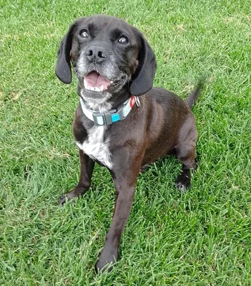 Zack, male Mixed Breed for adoption at Wadars Animal Rescue, Worthing