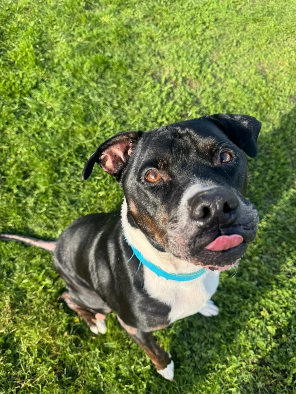 Colby, male senior Mixed Breed for adoption at Waggy Tails Rescue