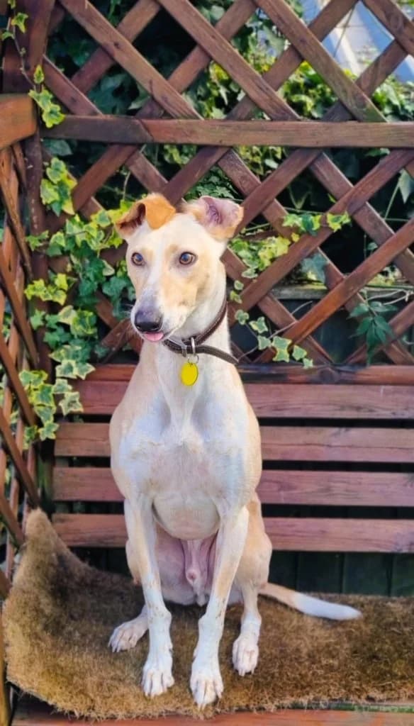 Buddy, male 4yo Mixed Breed for adoption at Waggy Tails Rescue
