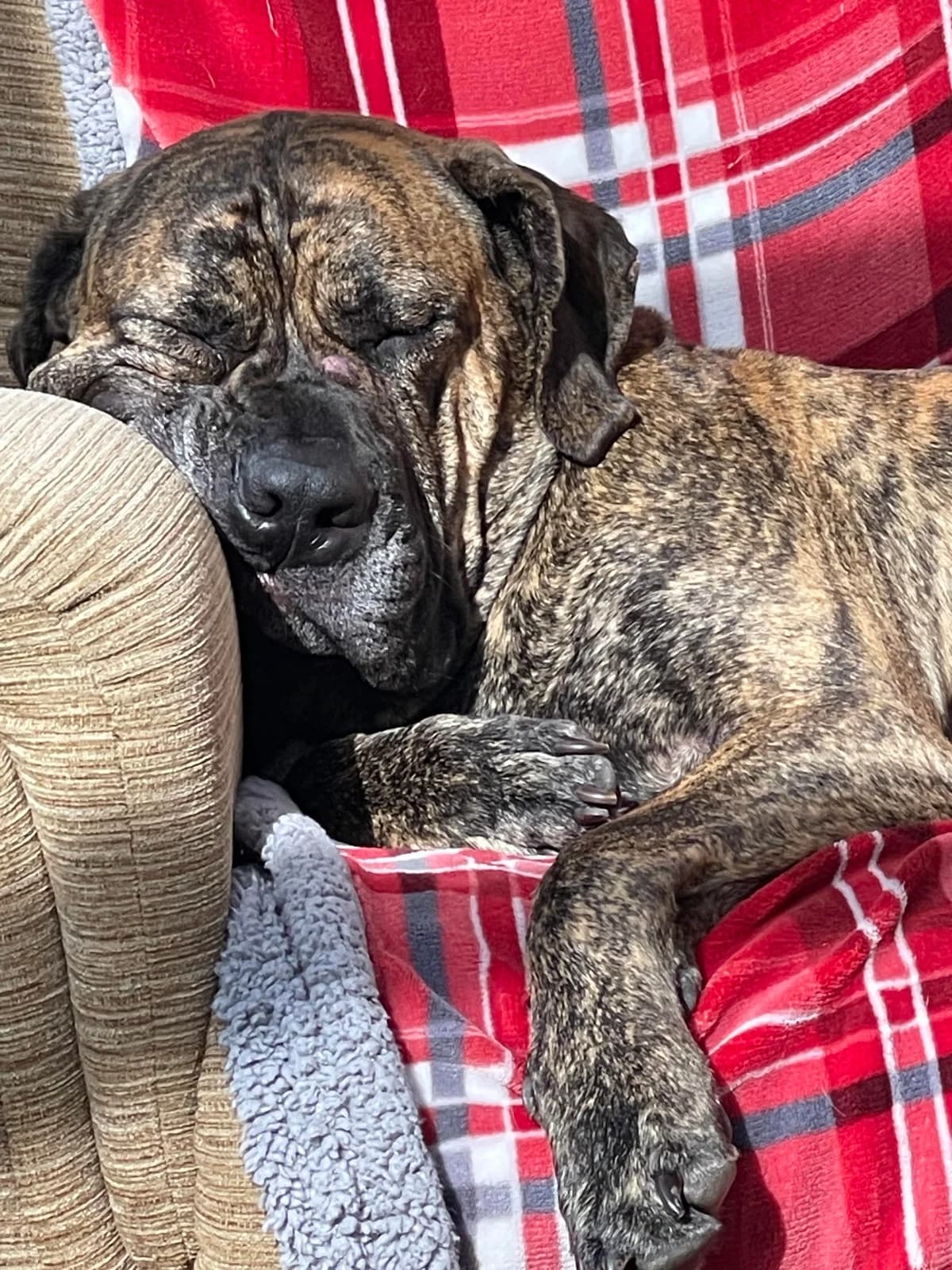 Duke, male 3yo Mixed Breed for adoption at Waggy Tails Rescue