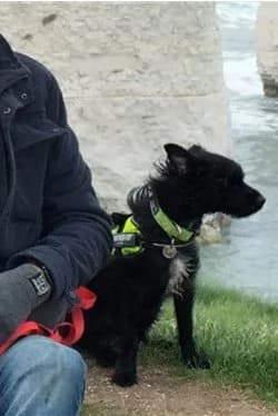 Rolo, male 3yo Mixed Breed for adoption at Waggy Tails Rescue