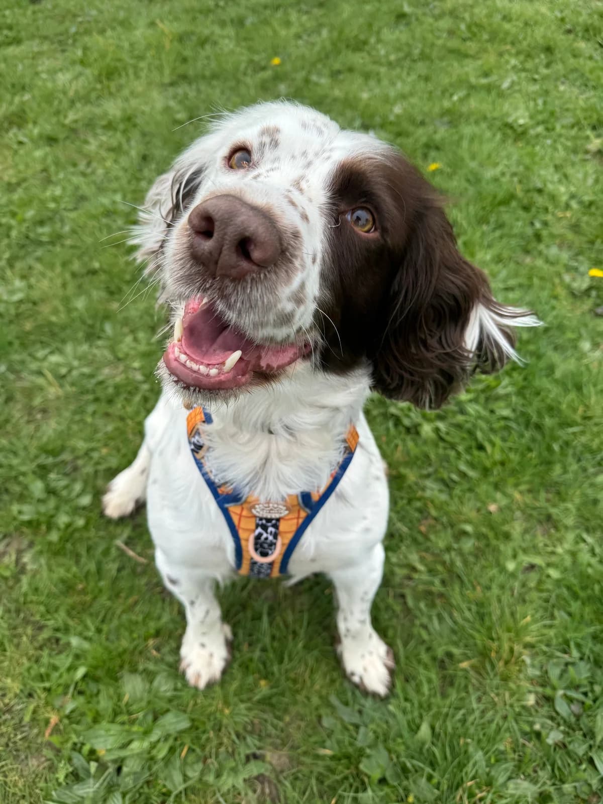 Buckley, male 4yo Mixed Breed for adoption at Waggy Tails Rescue