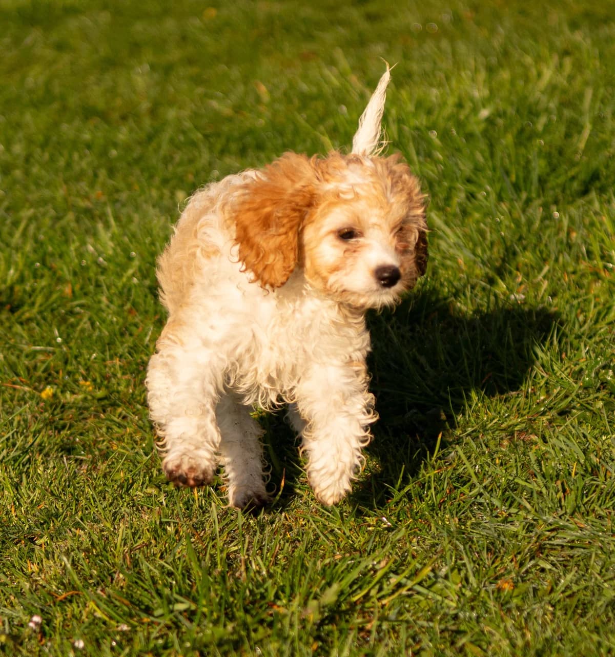 Cavapoo Puppies, female puppy Mixed Breed for adoption at Waggy Tails Rescue